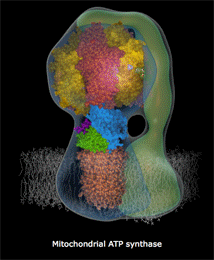 Animation atp synthase
