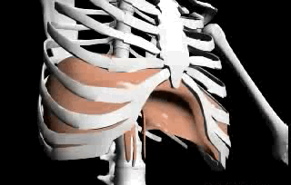 mecanique ventilatoire