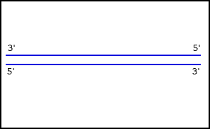 Animation DNA replication
