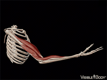 flexion du coude