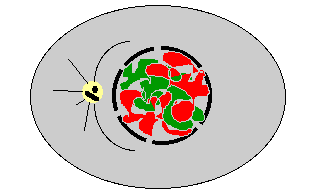 animation des stades de la mitose