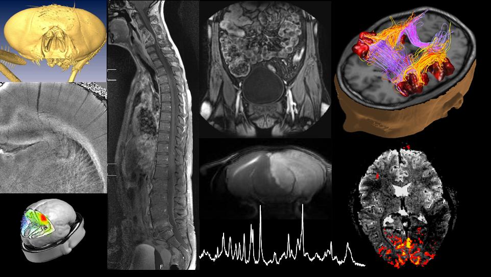 Examples of biomedical images
